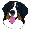 Bernese Mountain Dog