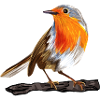 robin