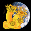 Koral polypper koral planet jorden