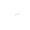 Forest Nature Wilderness