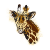 Giraffe African Animal