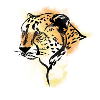 Leopard African Animal