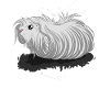 Peruvian guinea pig