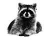 raccoon