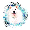 Samoyed, Akita, Husky, hund, hunderace, graffiti