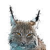 Luchs