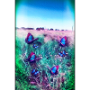 blue butterflies