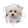Maltese - Maltese