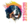 Bernese Mountain Dog
