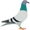Racing pigeon