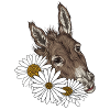 DONKEY HEAD