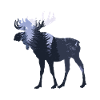 elk