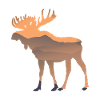 elk