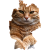 Kat, Katte