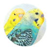 budgies