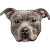 Staffy