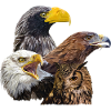 Raptors