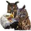 Raptors