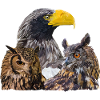 Raptors