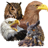 Rapaces