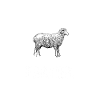 Sheep farmers