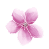 pink Japanese cherry blossom