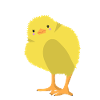 Chick yellow