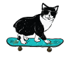Funny Cat Skateboarding