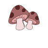 Champignons cueillette champignons