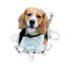 Beagle - Beagle Dog
