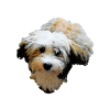 Havanese Dog Dogs