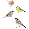 Gartenvögel