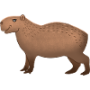 Hand drawn Capybara standing