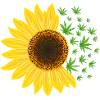 Hippie Sunshine Weed Sunflower