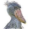 shoebill