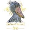shoebill