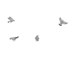 Pigeons pigeons Pigeon pigeon
