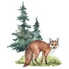 Fox Forest