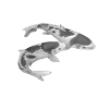 Japanese Koi Fish