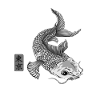 Japanese Koi Fish