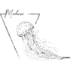 black meduse