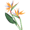 Birds of Paradise