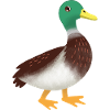 Simple mallard Duck Hand Drawn