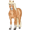 blonde Haflinger