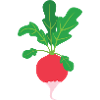 radish