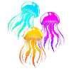 jellyfish