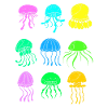 Jellyfish Species Jellyfish