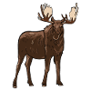 Moose
