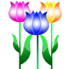 Fleurs de tulipes