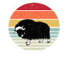 musk ox